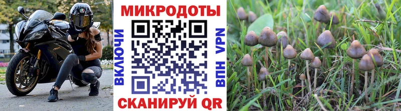 Купить  Нязепетровск  Псилоцибиновые грибы Cubensis 